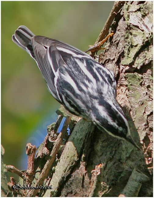 Paruline noir et blanc