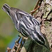 Black-and-white Warbler