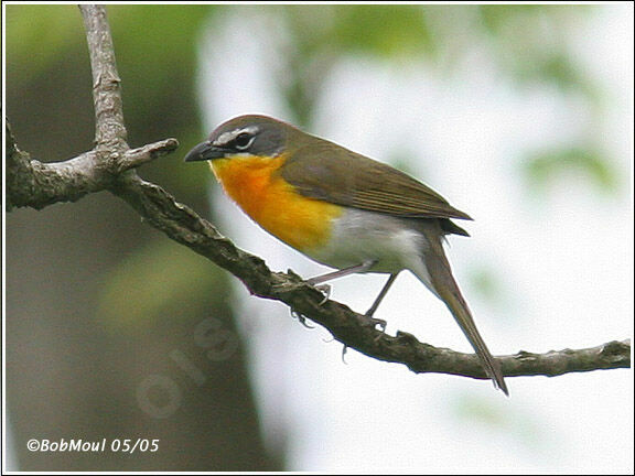 Yellow-breasted Chat