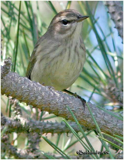 Cape May Warbler female adult post breeding