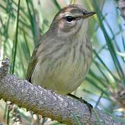 Paruline tigrée