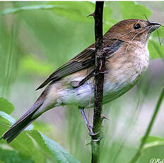 Passerin indigo