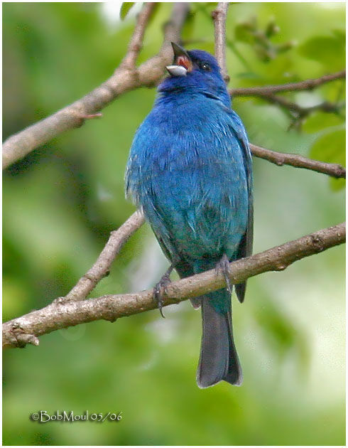 Passerin indigo mâle adulte nuptial