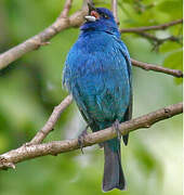 Indigo Bunting