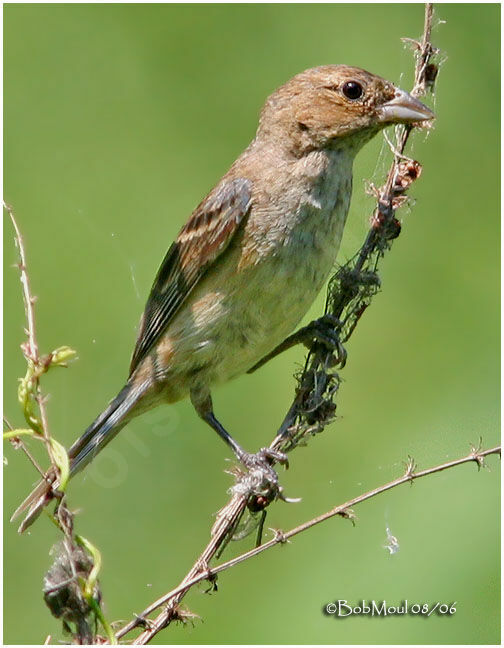 Passerin indigo