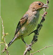 Passerin indigo