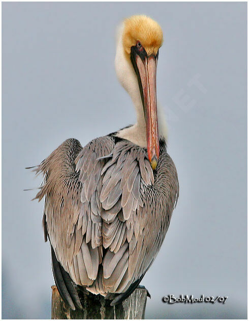 Brown Pelican