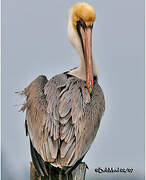 Brown Pelican