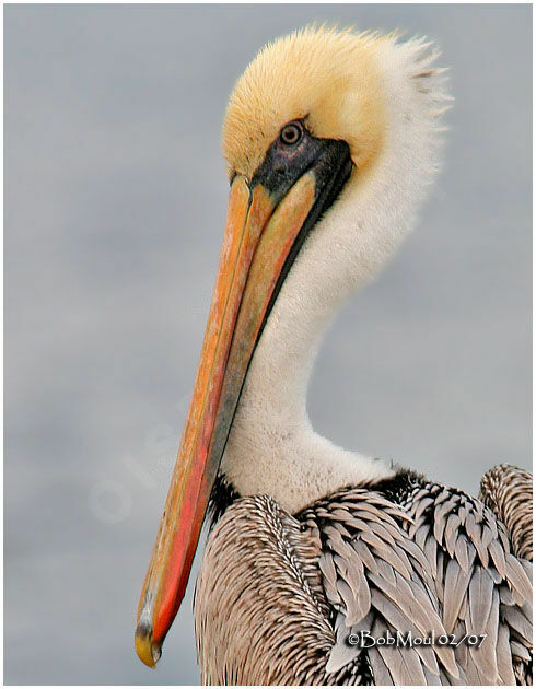 Brown Pelican