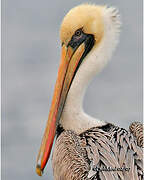 Brown Pelican