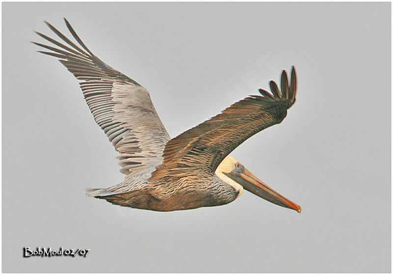 Brown Pelican