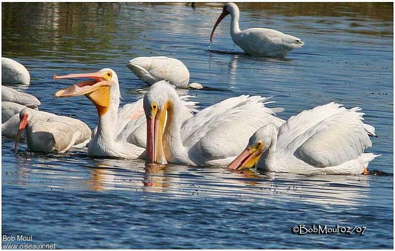 American White Pelicanadult, fishing/hunting