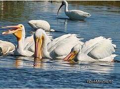 American White Pelican