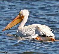 American White Pelican