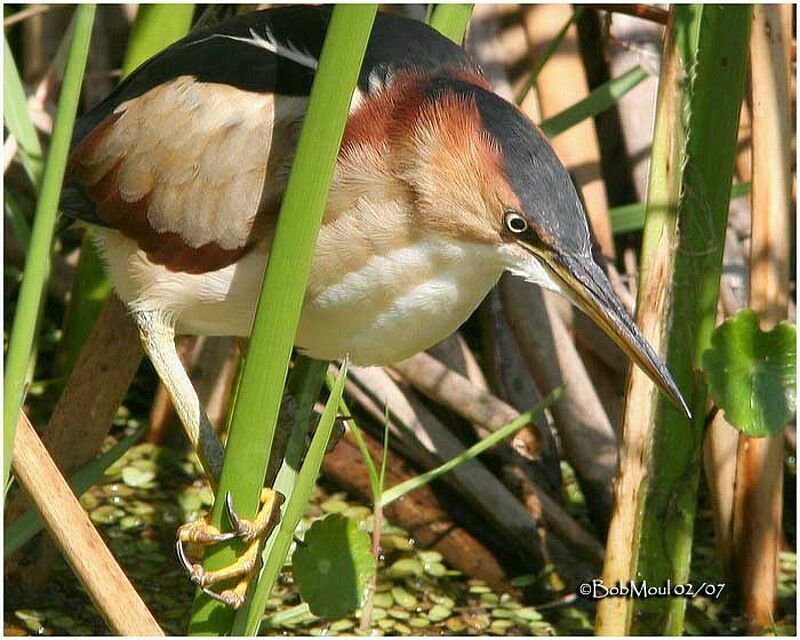 Least Bittern