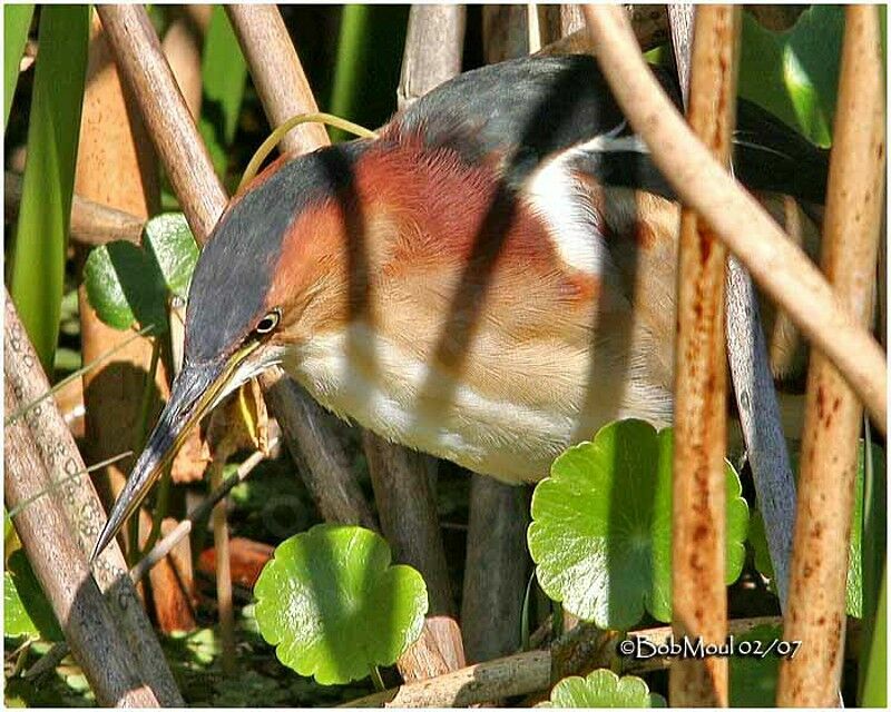 Least Bittern