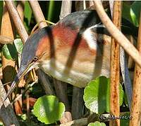 Least Bittern