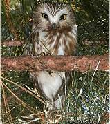 Northern Saw-whet Owl