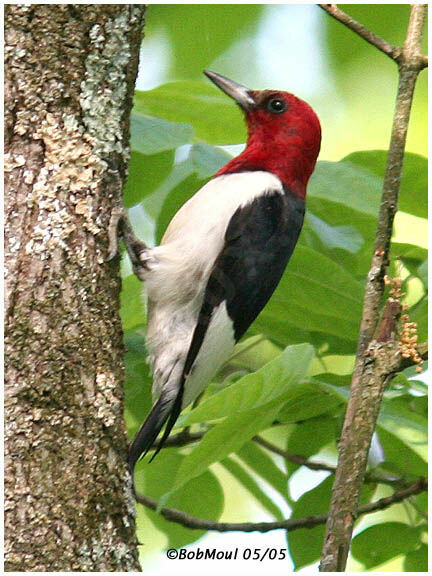 Red-headed Woodpecker