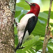 Red-headed Woodpecker