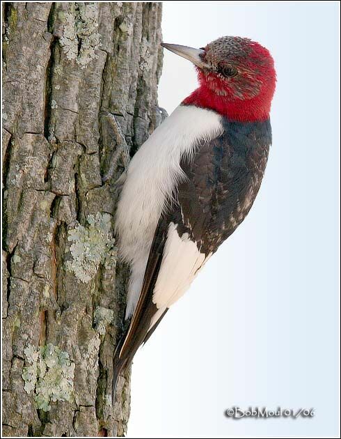 Pic à tête rouge