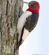 Red-headed Woodpecker