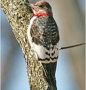 Red-headed Woodpecker