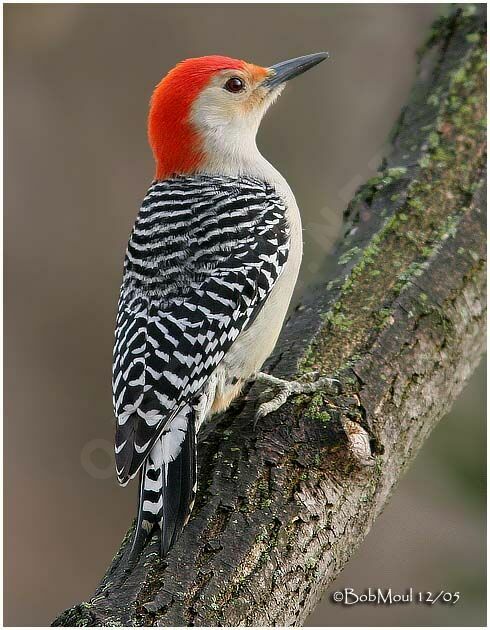 Red-bellied Woodpecker