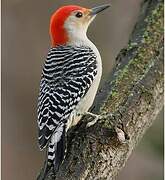 Red-bellied Woodpecker