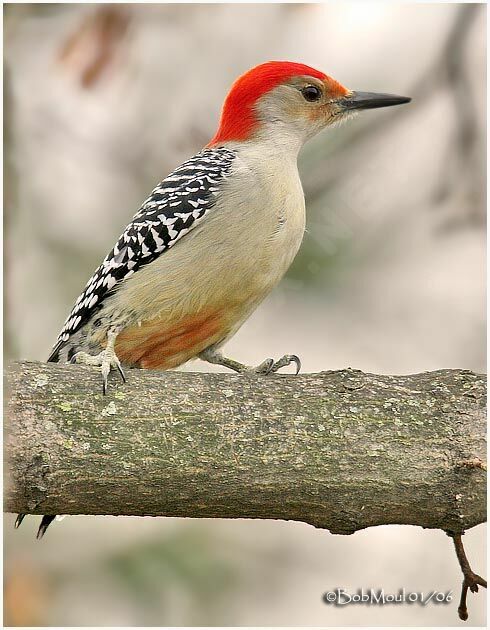 Red-bellied Woodpecker