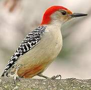 Red-bellied Woodpecker