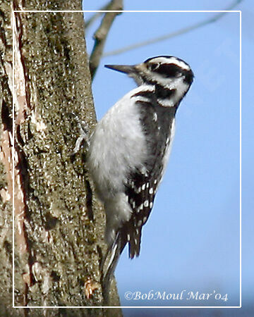 Hairy Woodpecker