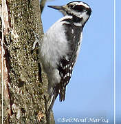 Hairy Woodpecker