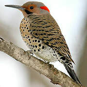 Northern Flicker