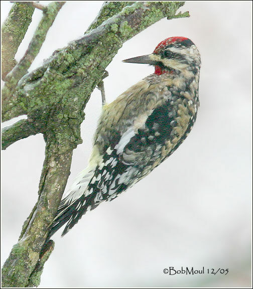 Yellow-bellied Sapsucker