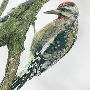 Yellow-bellied Sapsucker