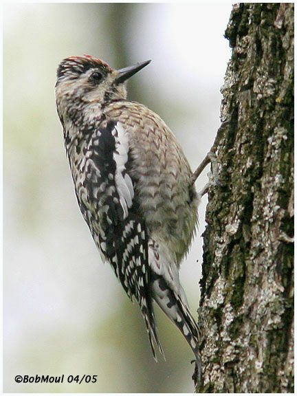 Yellow-bellied Sapsucker