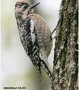 Yellow-bellied Sapsucker