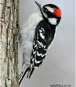 Downy Woodpecker