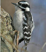 Downy Woodpecker