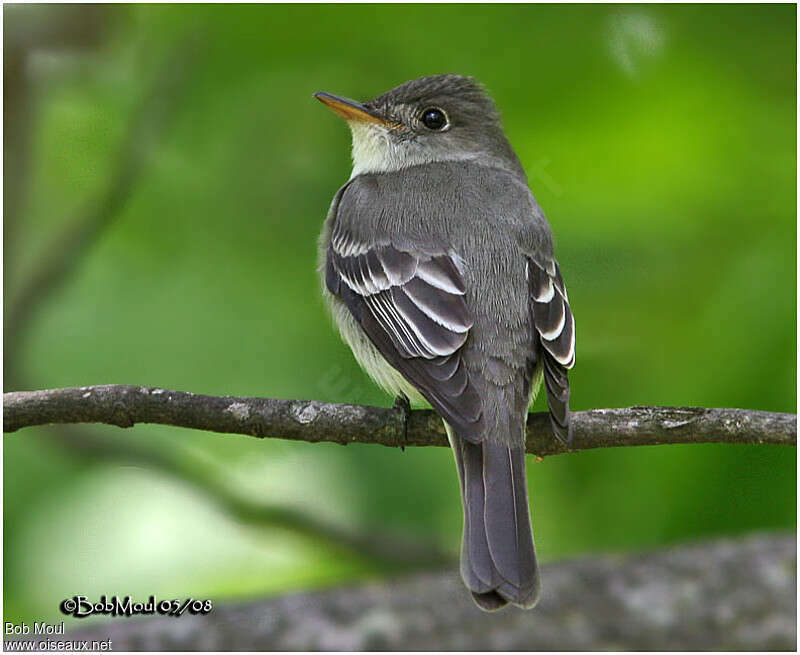 Eastern Wood Peweeadult, pigmentation