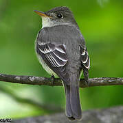 Eastern Wood Pewee