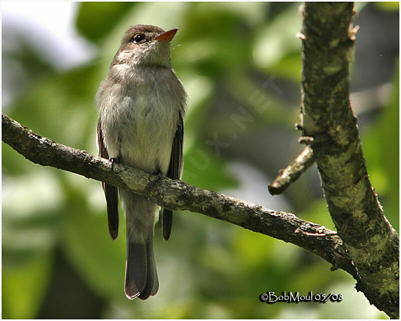 Eastern Wood Peweeadult