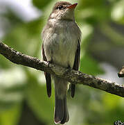 Eastern Wood Pewee