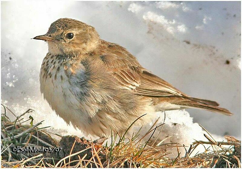 Buff-bellied Pipit