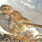 Pipit farlousane