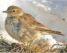 Buff-bellied Pipit