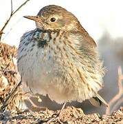 Buff-bellied Pipit