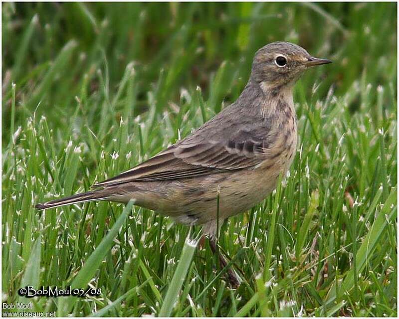 Pipit farlousaneadulte nuptial, identification