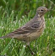 Buff-bellied Pipit